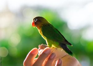 Agapornis Cuidados Para Estas Hermosas Aves Vibra