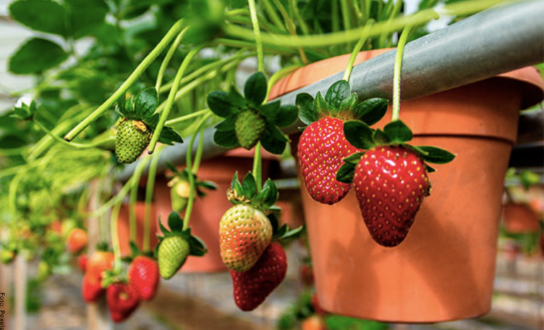 Cómo sembrar fresas crea tu huerta con la fruta del amor Vibra