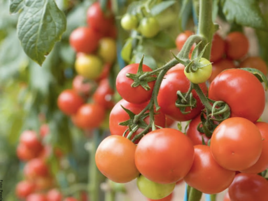 C Mo Sembrar Tomate Cherry De La Manera Correcta Vibra