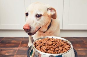 Qué hacer si mi perro no quiere comer Atención a esto Vibra