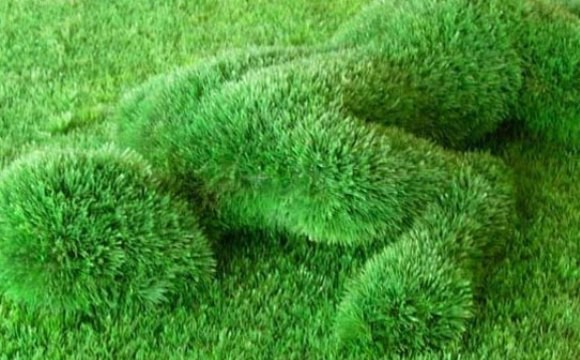 Tendencia: erotismo ecológico