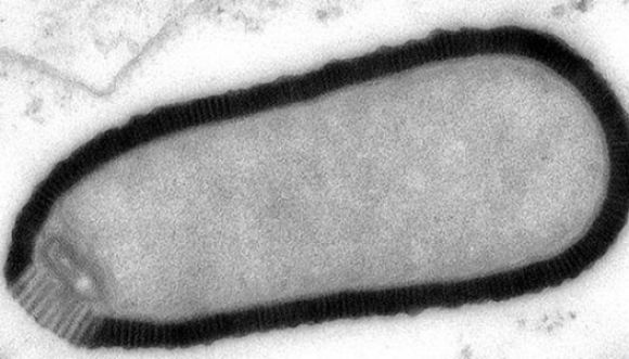 Virus de 30 mil años vuelve a la vida