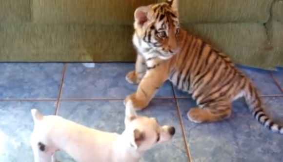 Los mejores amigos: un tigre y un perro