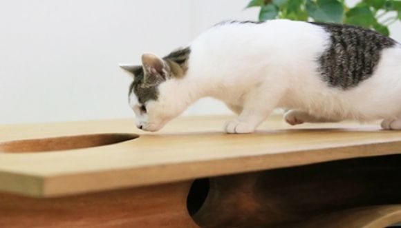 Conoce la nueva mesa para tu gato