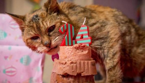 24 años cumple la gata más vieja del mundo