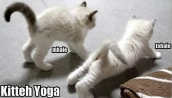 Yoga con gatos... ¡lo último para relajarte!