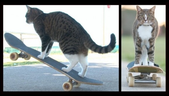 Gato skater en monopatín... ¡Increíble!