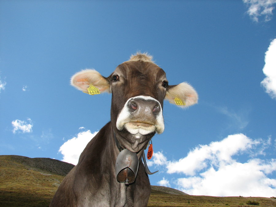 Foto de una vaca