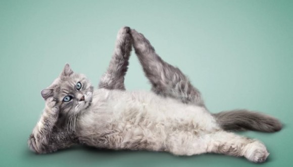 Gatos y yoga... La combinación más graciosa