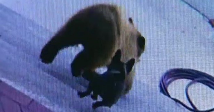 French bulldog manages to chase two bears out of her garden