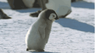 pinguinobb