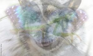 El animal que veas revela el tipo de persona eres