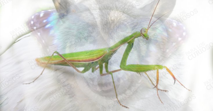Imagen de animales y se destaca una mantis