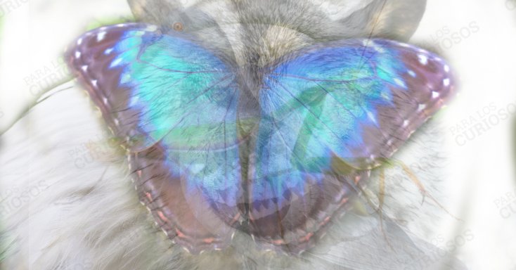 Imagen de animales y se destaca una mariposa