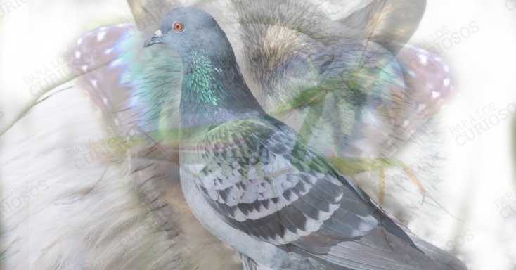 Imagen de animales y se destaca una paloma