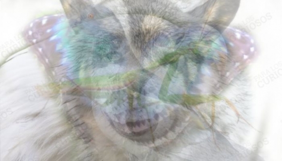 El animal que veas revela el tipo de persona eres