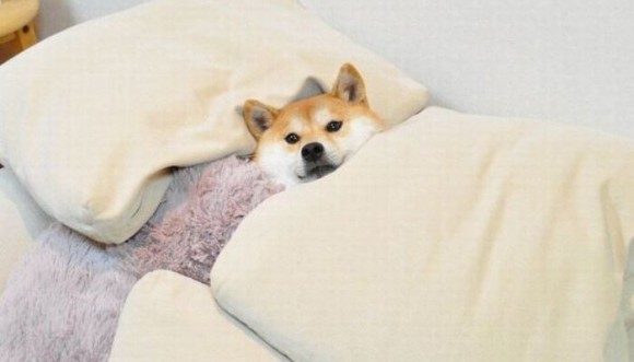 ¿Reconoces a alguno de estos animales en la cama?