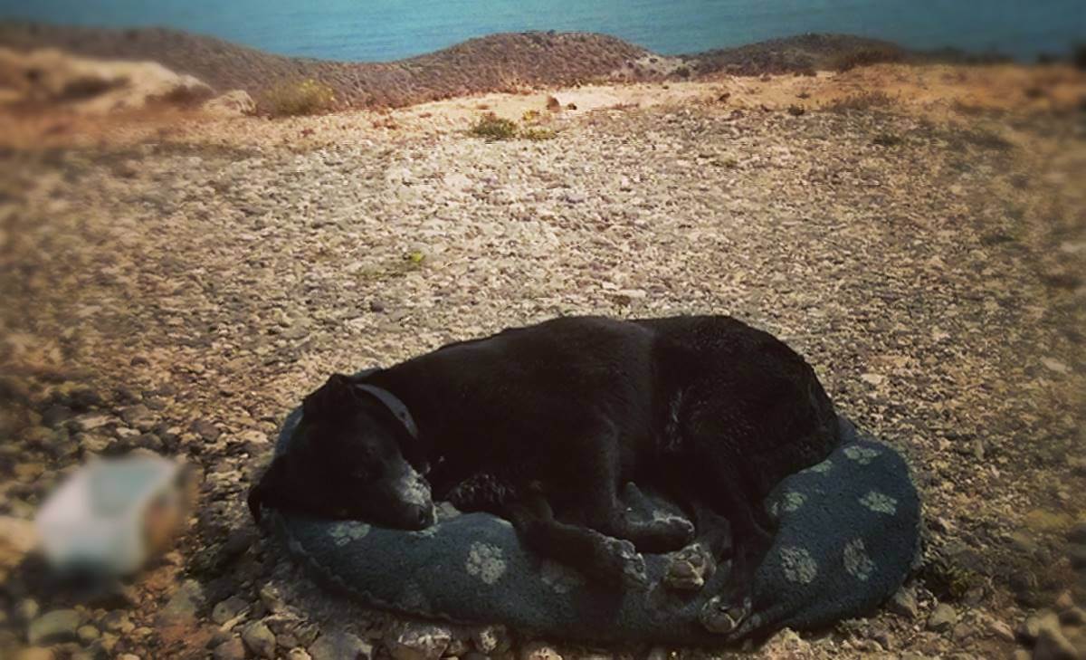 ¿Qué significa soñar con perro un negro? ¡Guau!