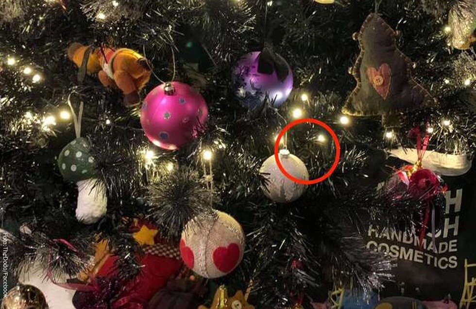 Resto visual del gato escondido en el árbol, resuelto