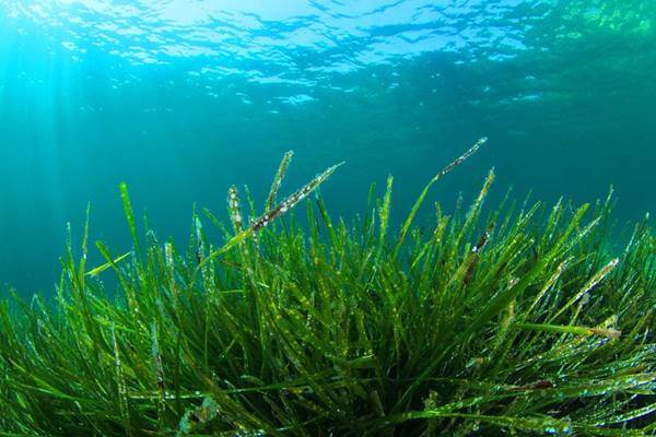 Foto de algas azules bajo el agua