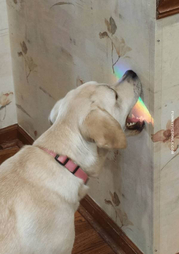 Foto de un perro mordiendo un arco iris en una pared