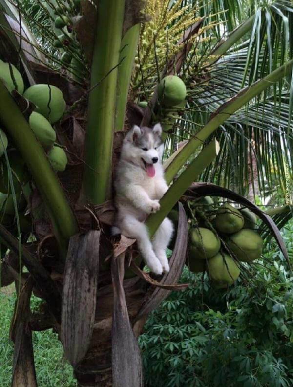 Foto de un perro subido en una palmera