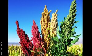 Para qué sirve la quinua o quinoa y cómo prepararla