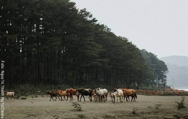 Foto de un grupo de caballos