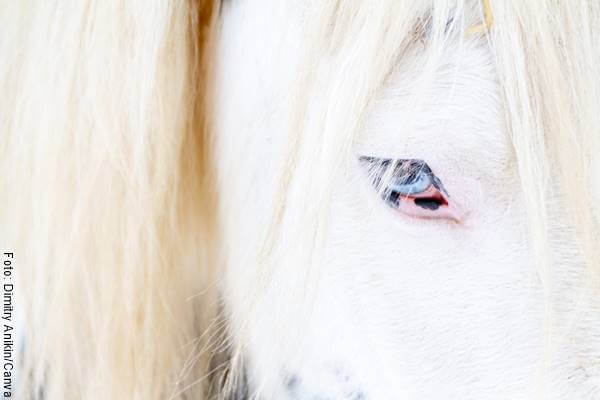 Foto de un equino blanco para ejemplificar el significado de soñar con caballos