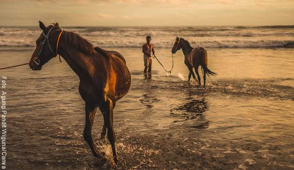 Foto de dos caballos sobre el agua