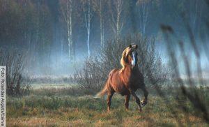 Soñar con caballos es algo muy común y significa esto