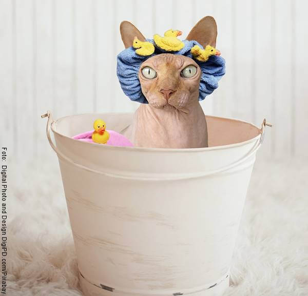 Foto de un gato con gorro de baño