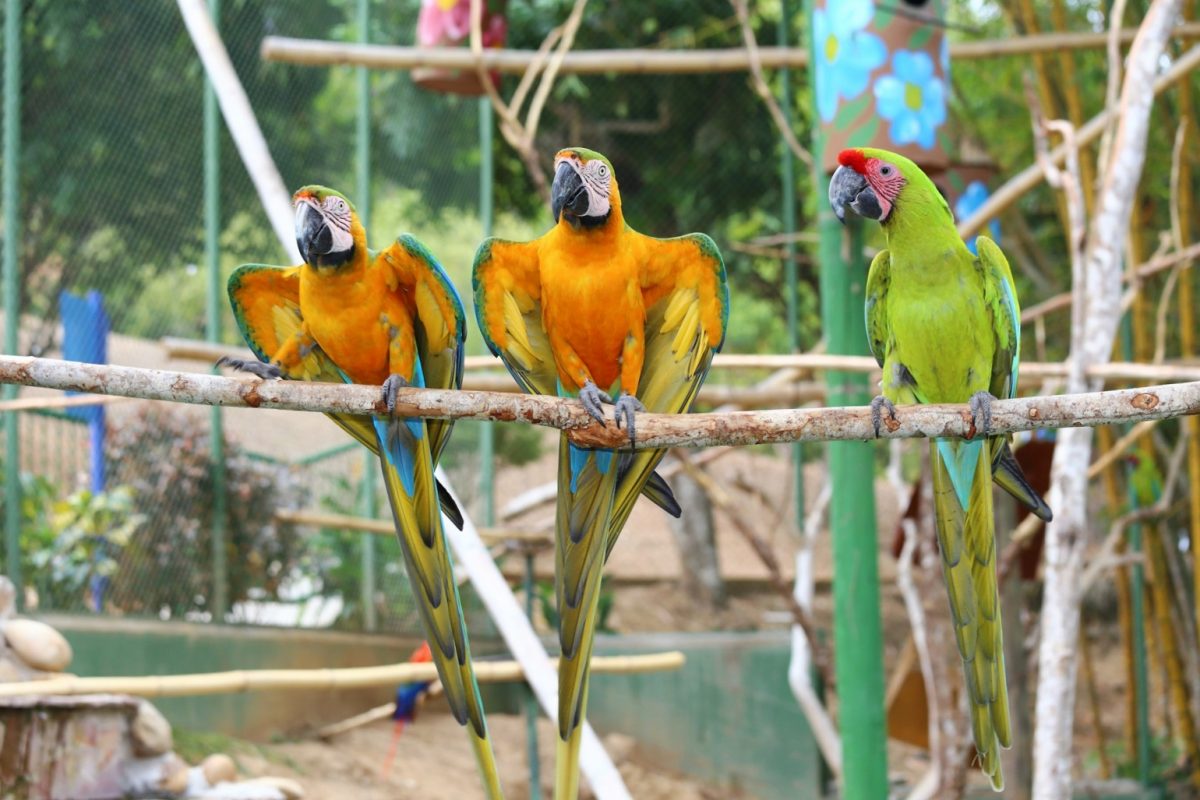Foto de la fauna en el Centro de Convenciones Cafam Melgar