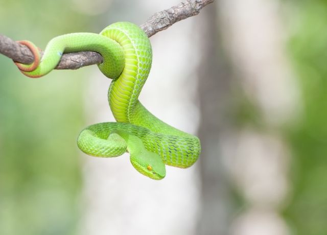 Foto de una serpiente verde