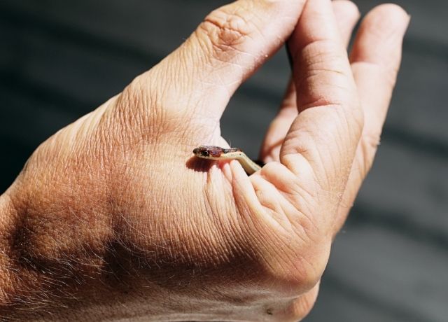 Foto de una serpiente pequeña en la mano de un hombre para ilustrar qué significa soñar con culebras
