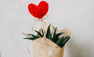 ¡Aloe vera! Cuidados para una planta milagrosa