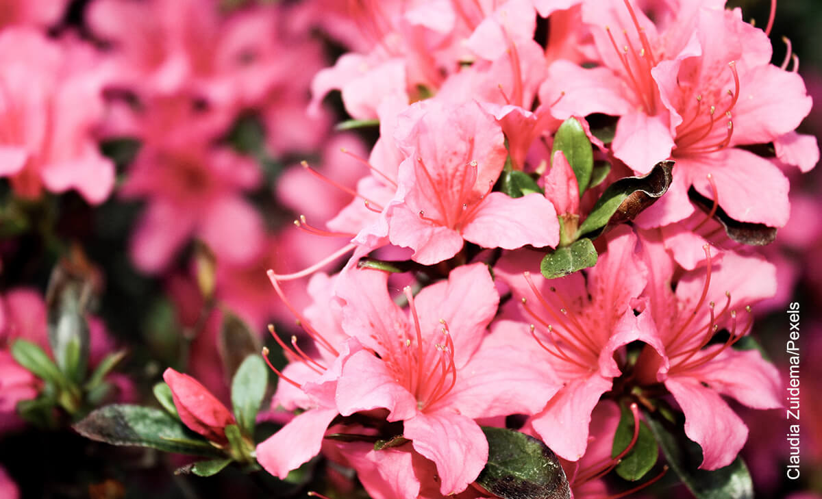 Foto de azaleas rosadas