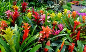 Bromelia: Cuidados y consejos que debes conocer