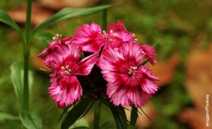 Foto de clavel rosado