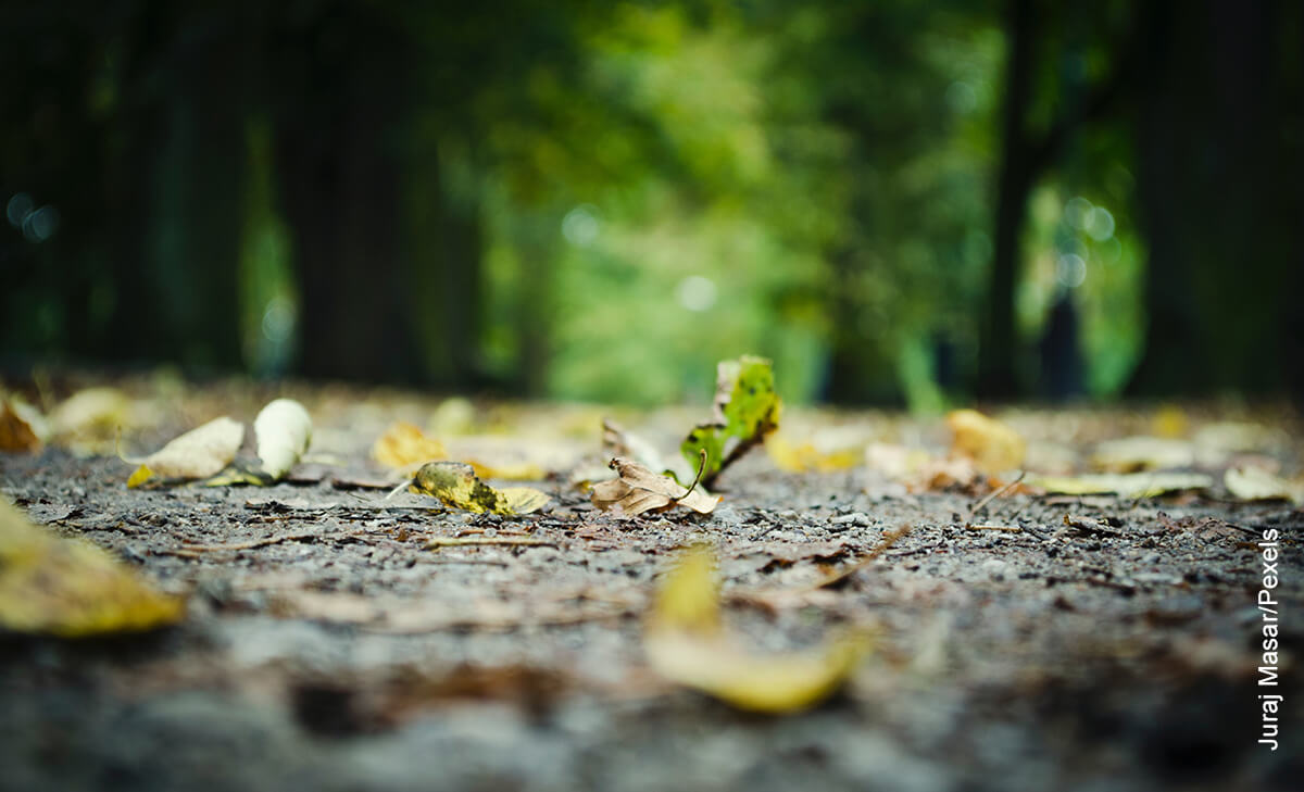 Foto de unas hojas de árbol en el suelo que muestra cómo cuidar el suelo