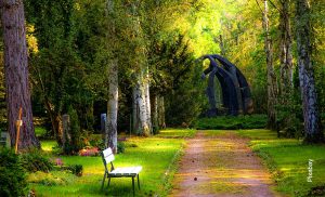 Foto de un bosque con una silla en medio