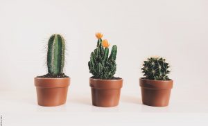 Cómo cuidar un cactus para que crezca saludable