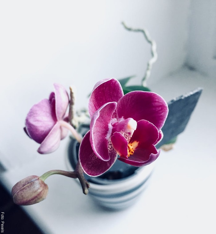 Foto de una orquídea rosada en una maceta