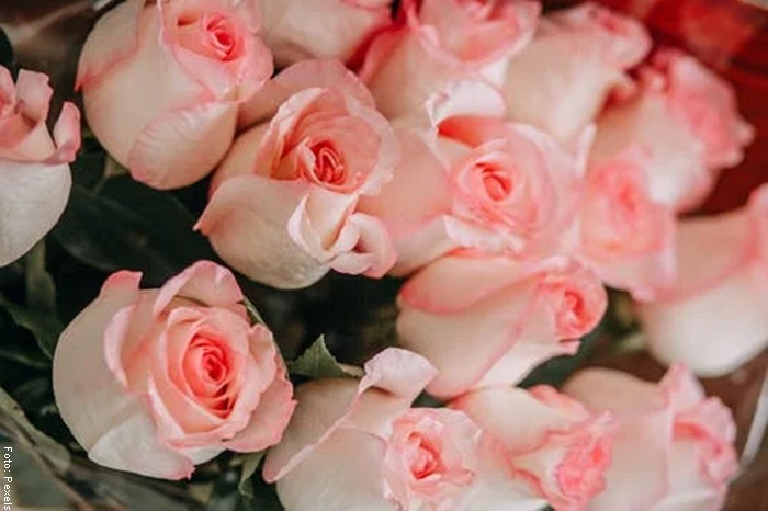 Foto de unas rosas rosadas