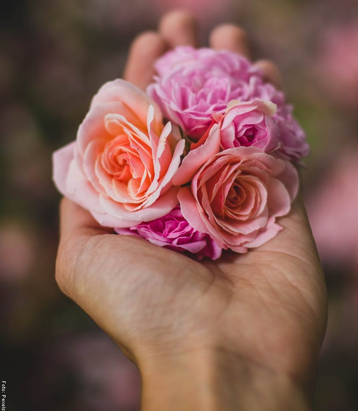 Foto de una mano sosteniendo unas rosas para ilustrar el cuidado de las rosas
