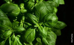 Foto de unas ramas de albahaca fresca