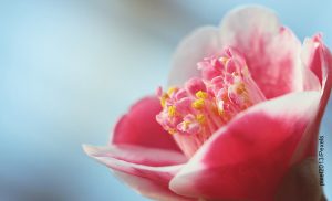 Foto de una camelia rosada