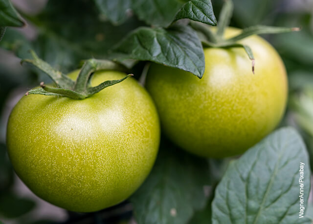 Foto de dos tomates verdes