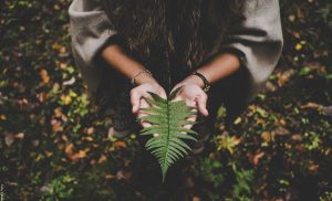 Helechos: cuidados y secretos para mantenerlos sanos
