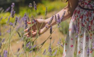 Lavanda: Cuidados para mantenerla siempre hermosa